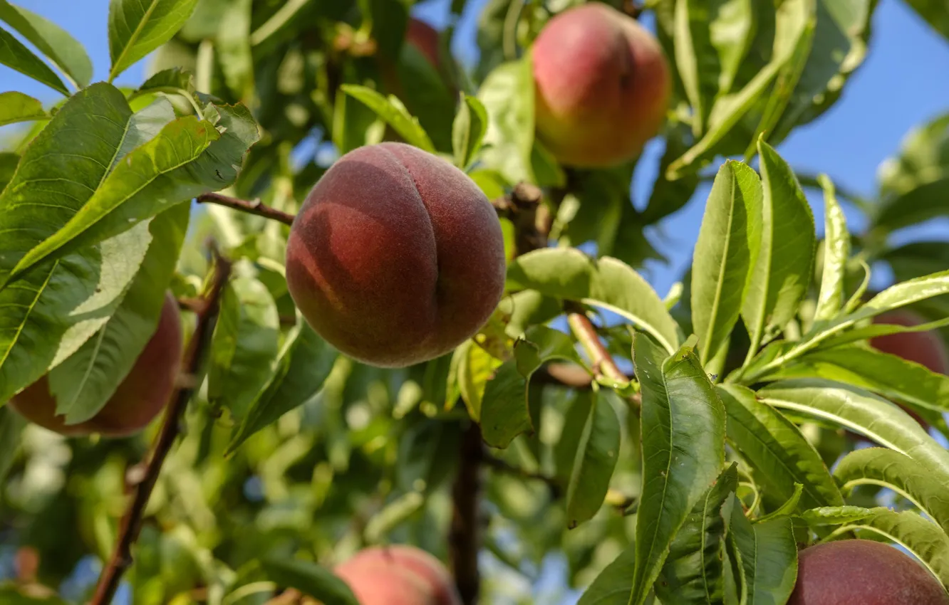 Photo wallpaper leaves, trees, nature, peaches