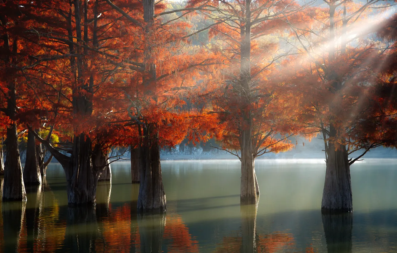 Photo wallpaper autumn, rays, light, trees, nature, lake, cypress