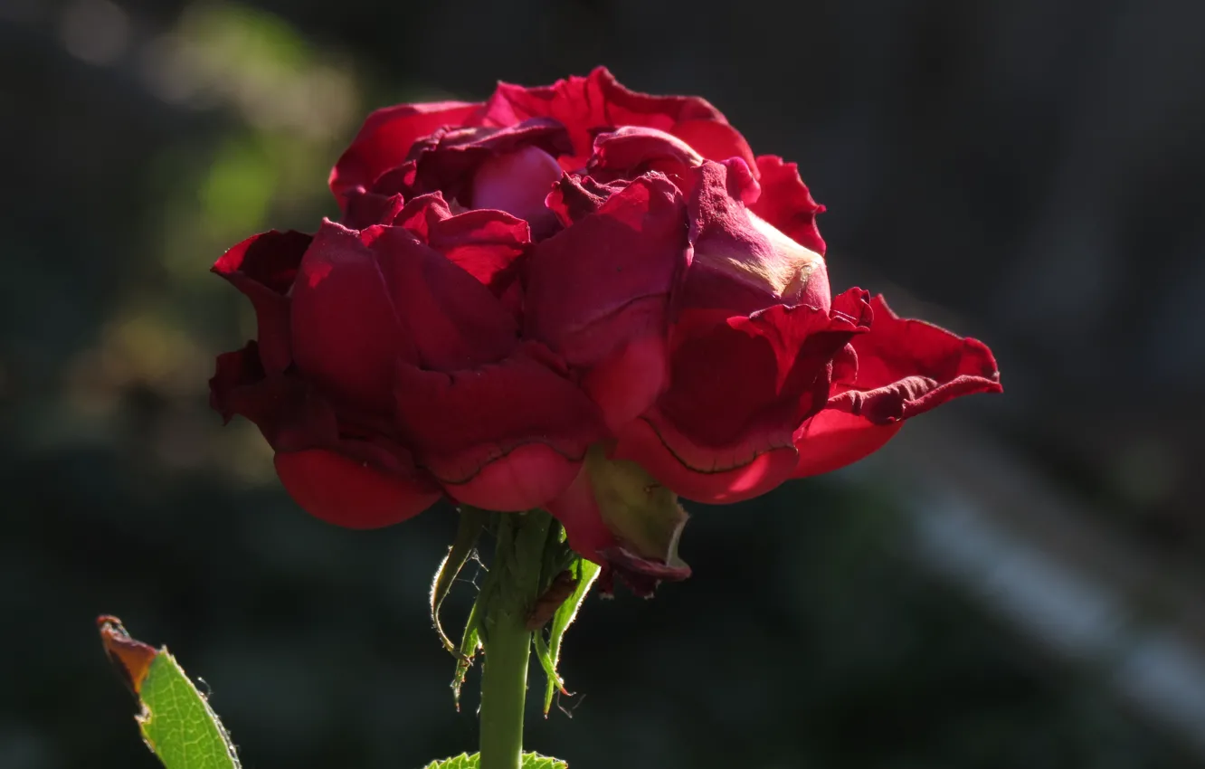 Photo wallpaper flower, red, Rose, bokeh