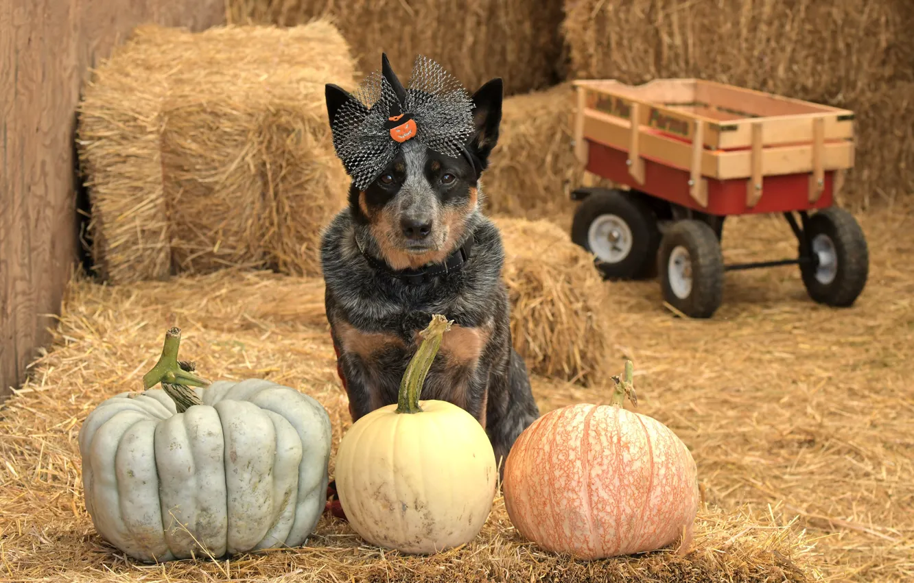 Photo wallpaper each, dog, pumpkin, Halloween