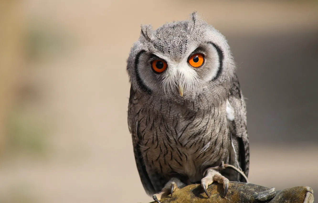 Photo wallpaper owl, bird, predator