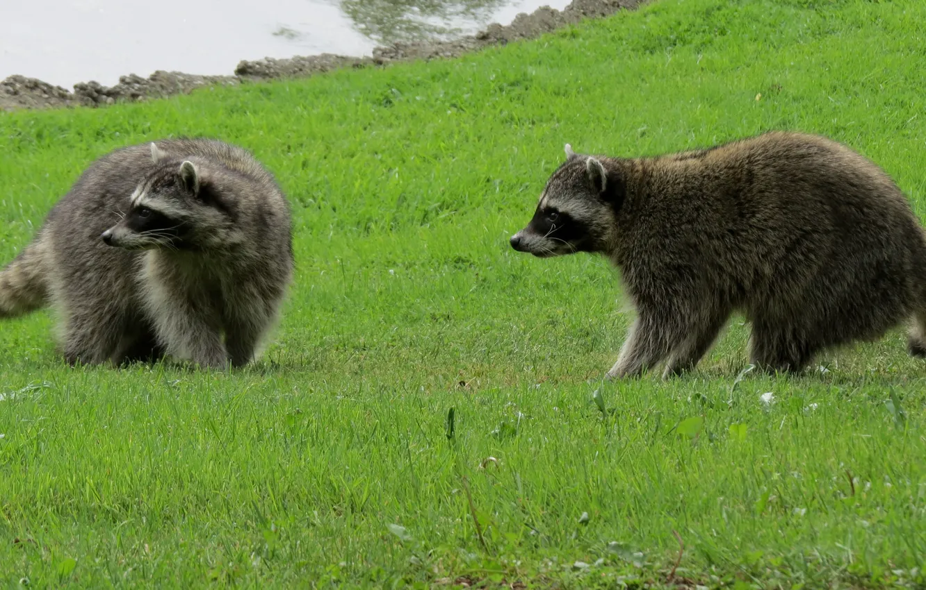 Photo wallpaper grass, raccoon, two
