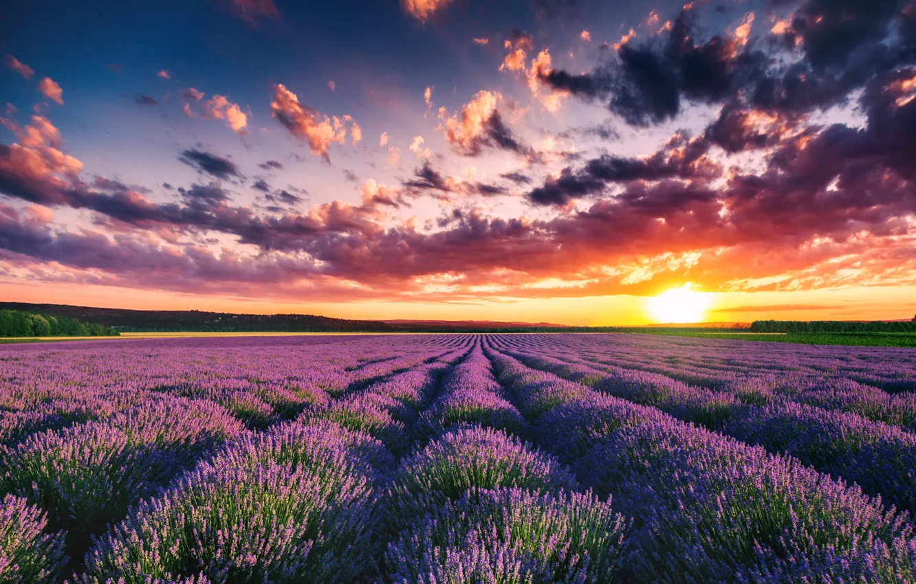 Photo wallpaper field, summer, clouds, landscape, sunset, nature, grass, lavender