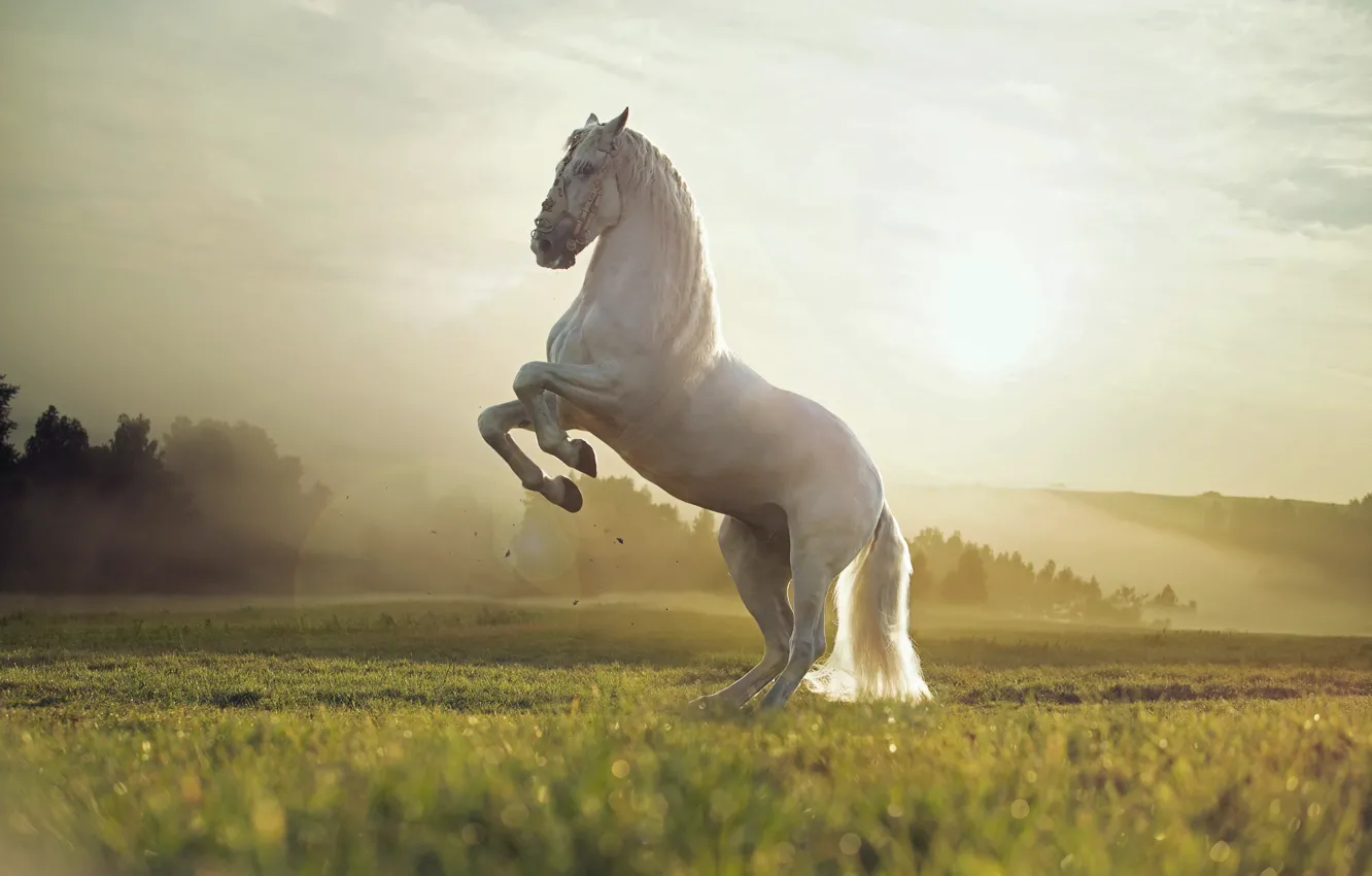 Photo wallpaper field, sunset, nature, animal, white horse