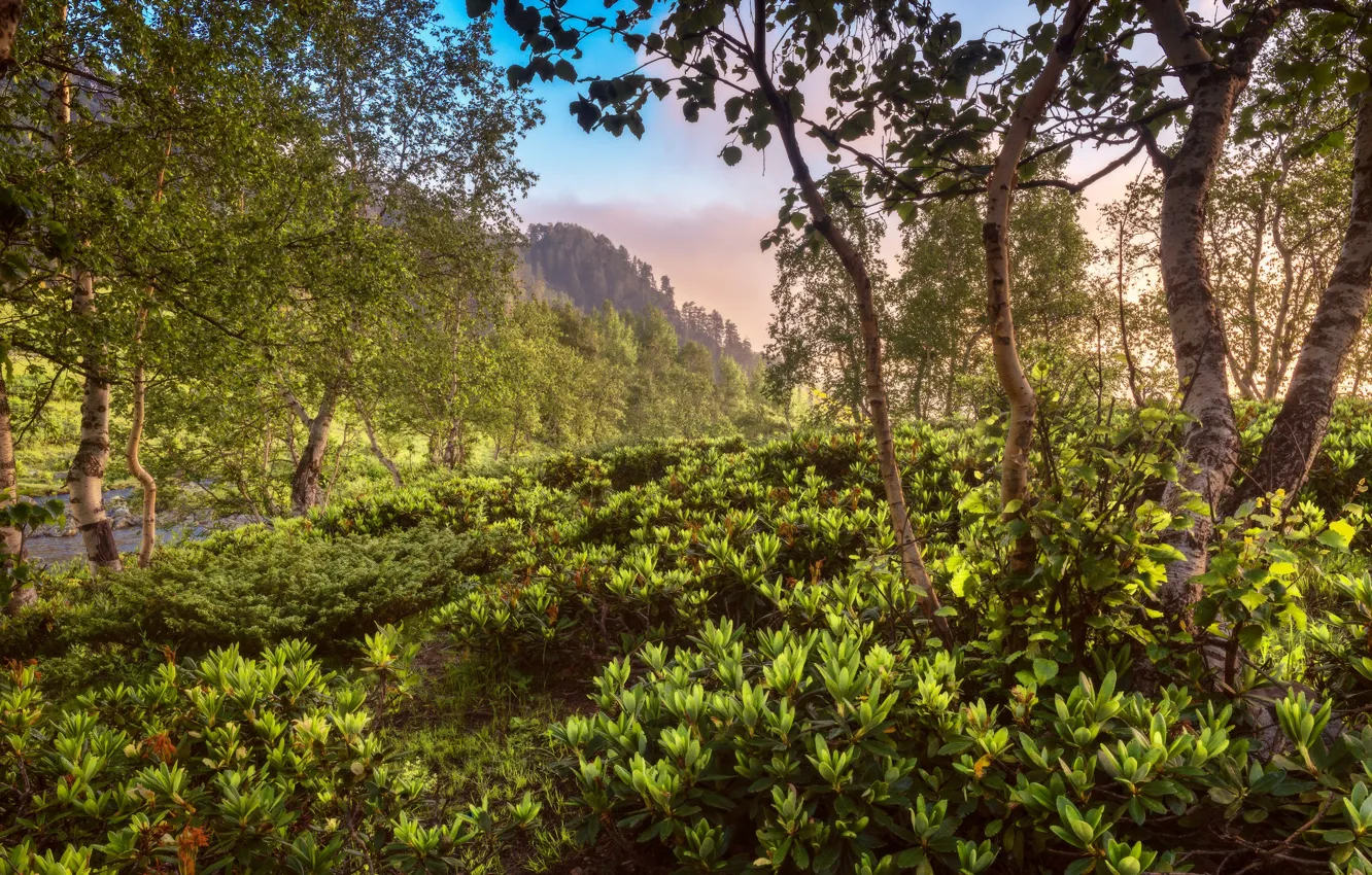 Photo wallpaper trees, landscape, nature, birch, rhododendrons, Alexander Plekhanov