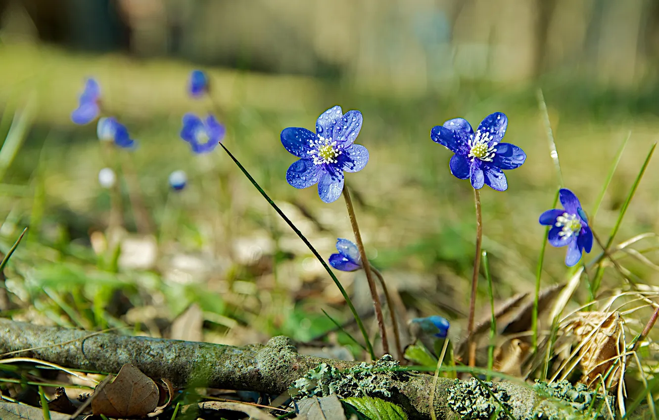 Photo wallpaper leaves, flowers, blue, a blade of grass