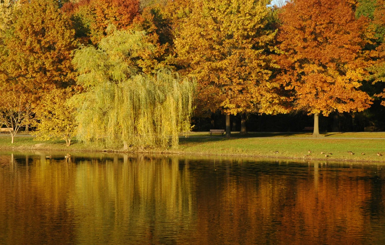 Photo wallpaper autumn, water, trees, lake, Park, foliage, ruffle, track