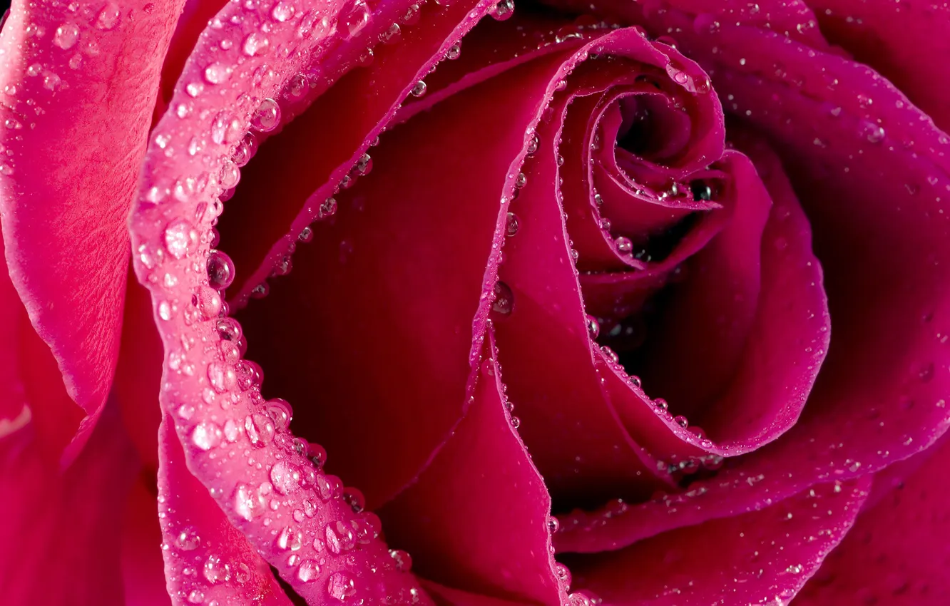 Photo wallpaper macro, roses, beautiful