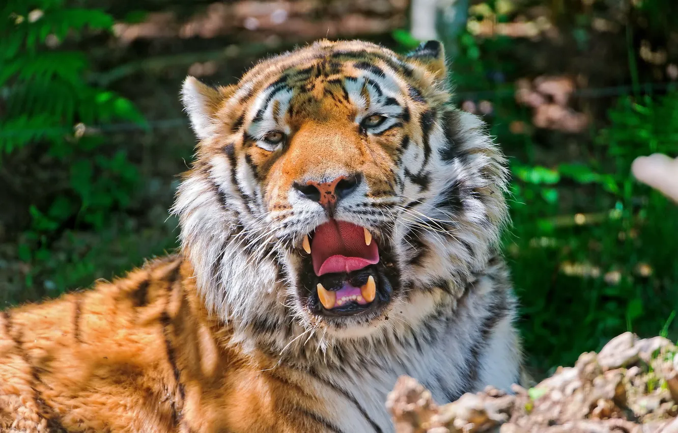 Photo wallpaper tiger, stay, shadow, yawns