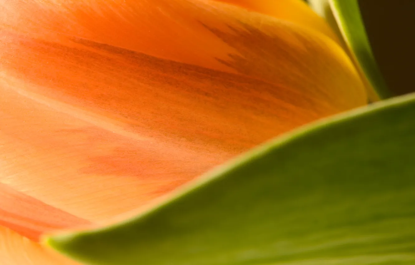 Photo wallpaper leaves, macro, flowers, orange, blur, tulips