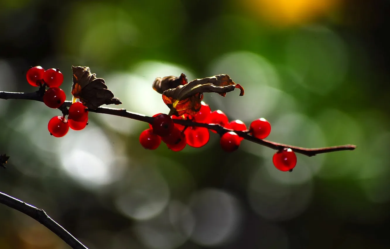 Photo wallpaper leaves, branches, red, nature, glare, berries, background, branch