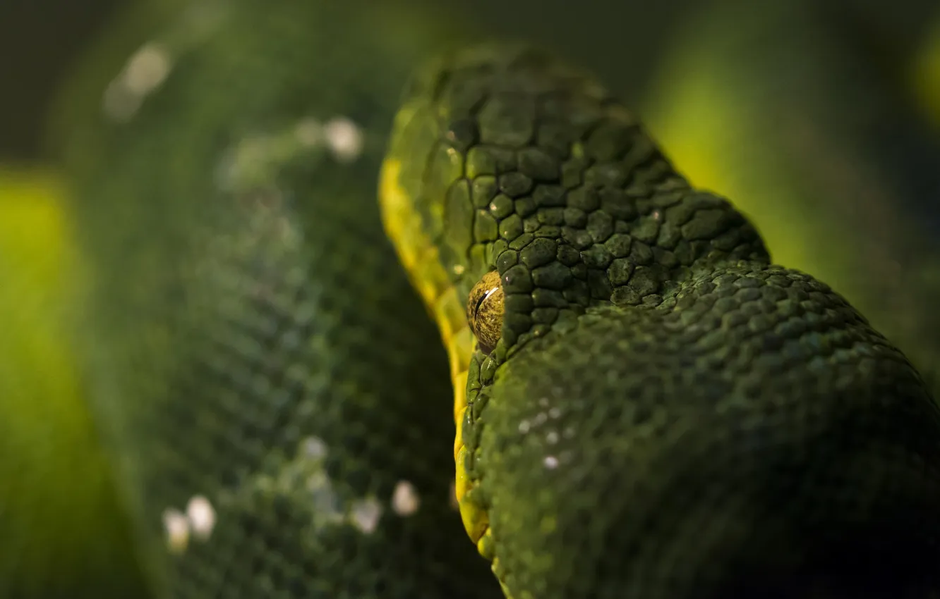 Photo wallpaper macro, green, snake, head, scales