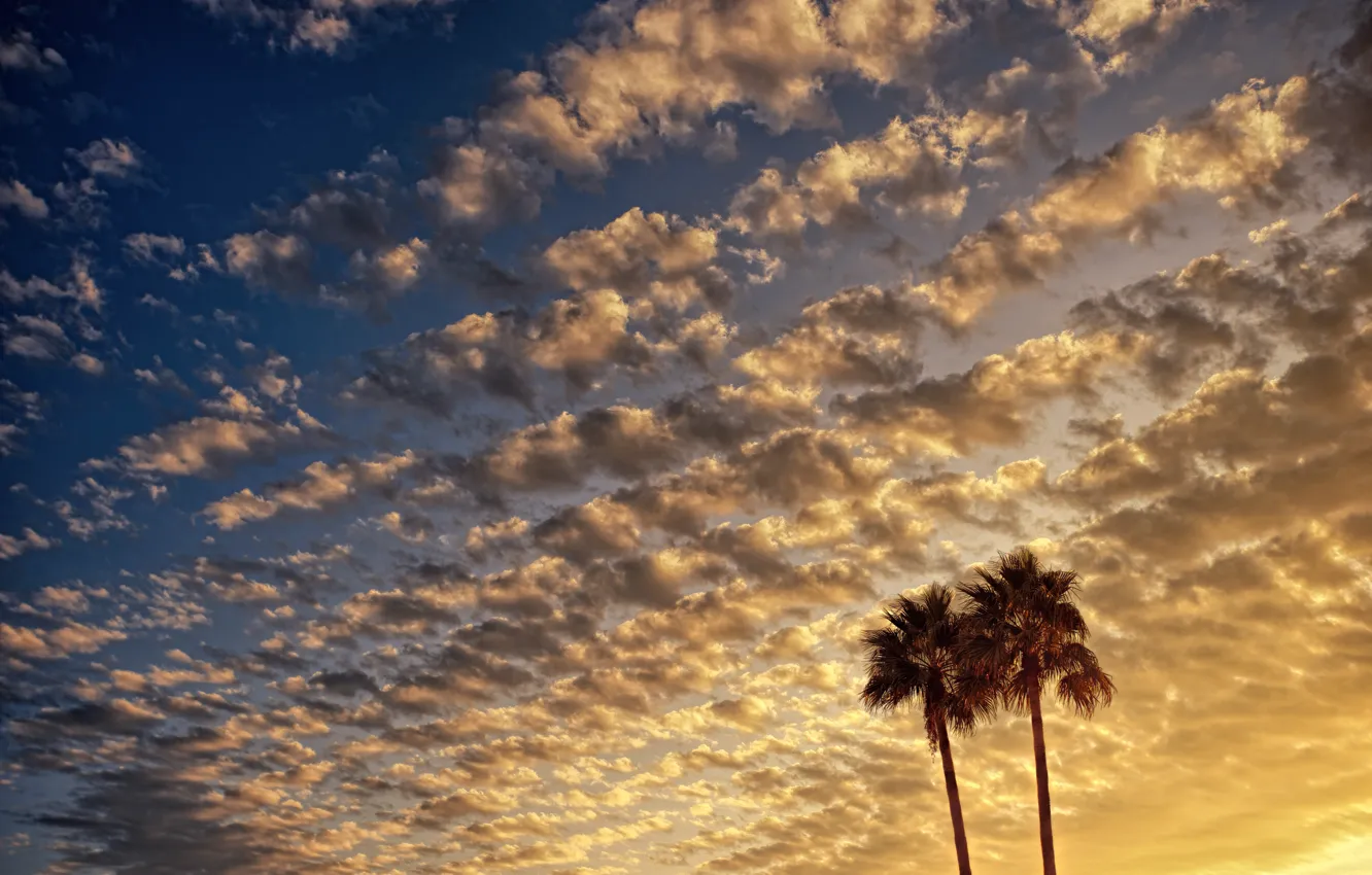 Photo wallpaper the sky, clouds, sunset, sunrise, palm trees, dawn, the evening, morning