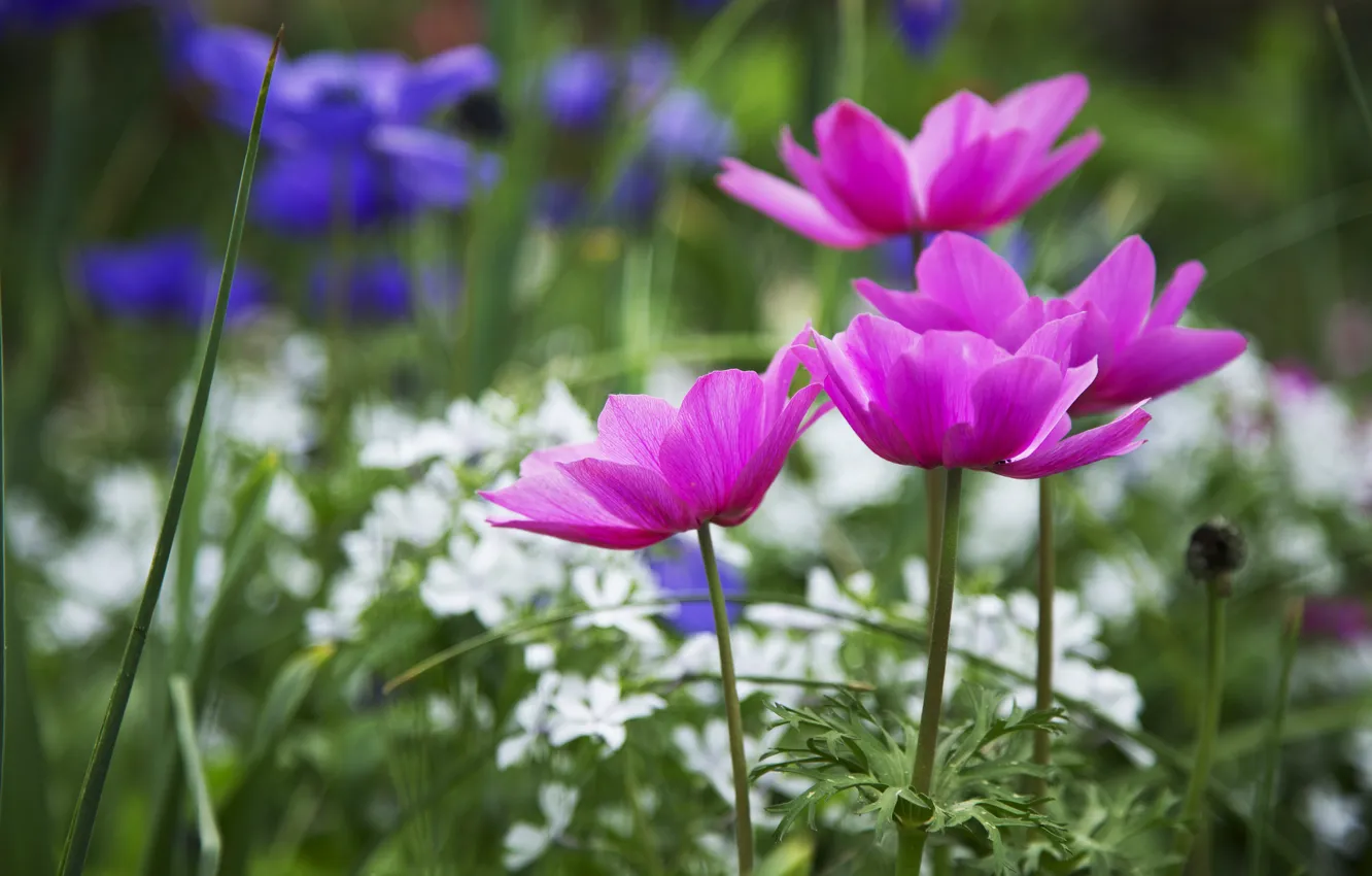 Photo wallpaper macro, flowers, blue, petals, blur, pink, white