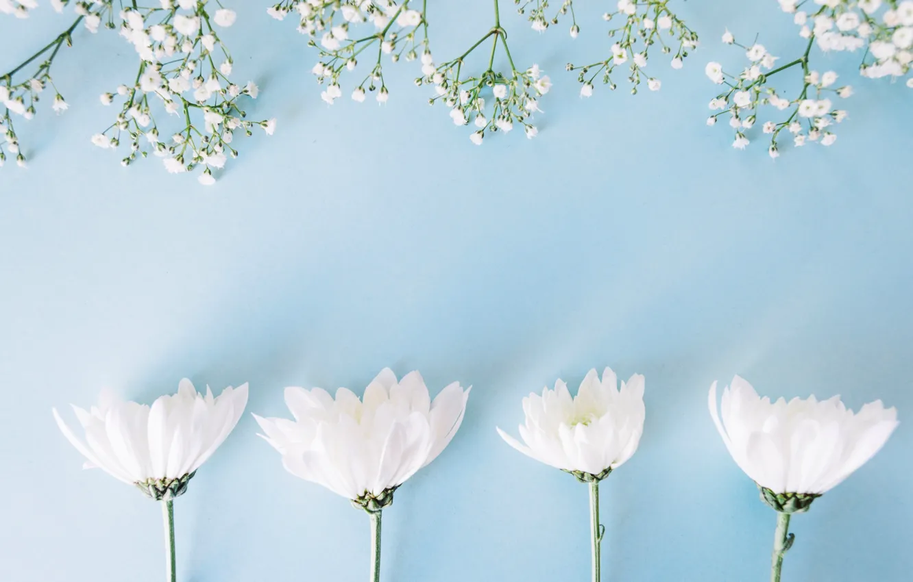 Photo wallpaper flowers, background, white, white, chrysanthemum, flowers, spring, tender