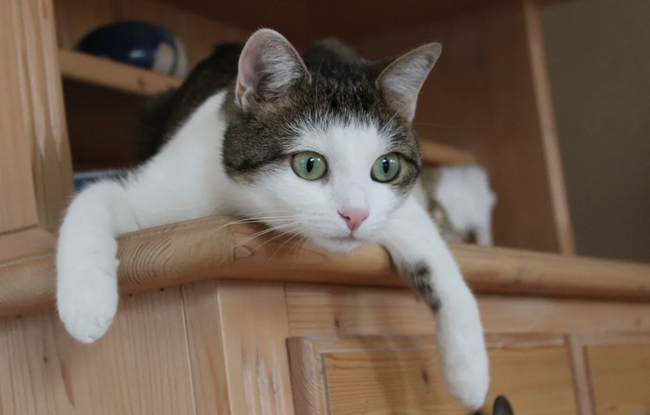 Photo wallpaper cat, look, legs, muzzle