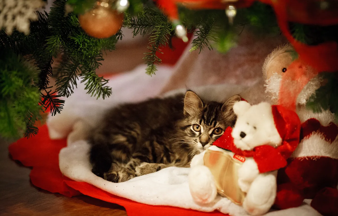 Photo wallpaper cat, look, toy, tree, new year, bear, lies, kitty