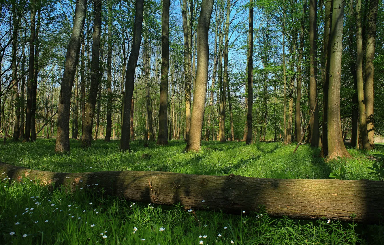 Photo wallpaper greens, forest, grass, light, trees, flowers, branches, nature