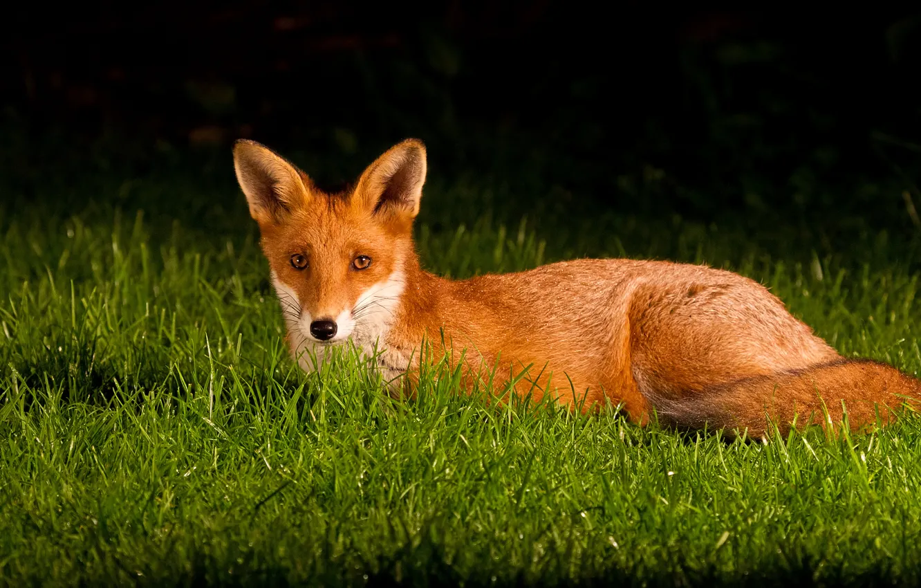 Photo wallpaper grass, eyes, Fox, tail, ears