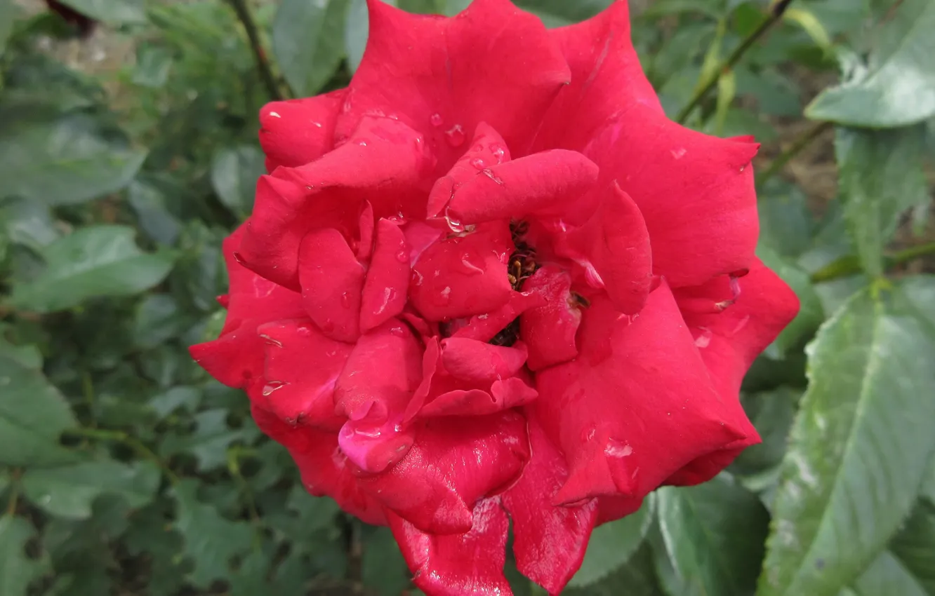 Photo wallpaper drops, red rose, Meduzanol ©, summer 2018