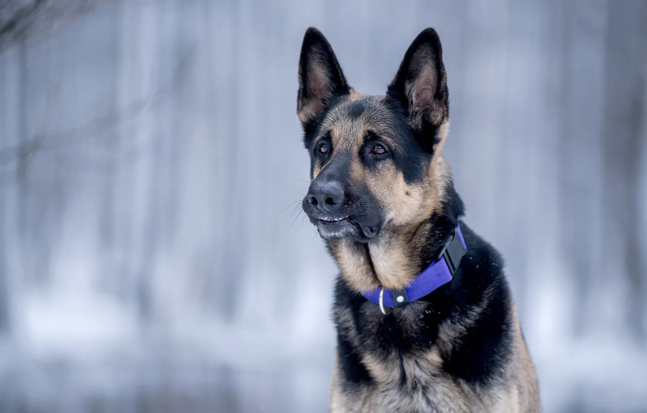 Photo wallpaper face, background, portrait, dog, bokeh, German shepherd