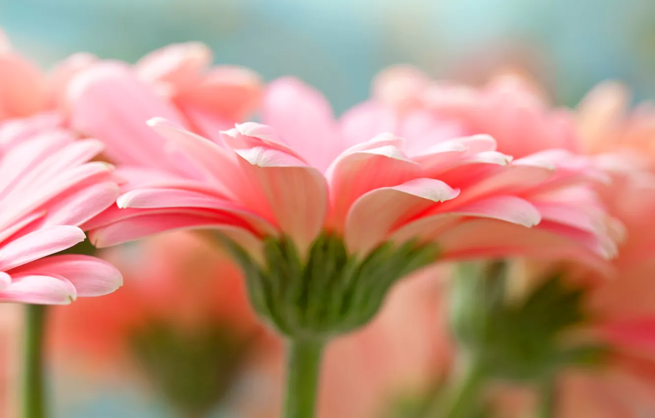 Photo wallpaper Pink, Flower, Gerbera