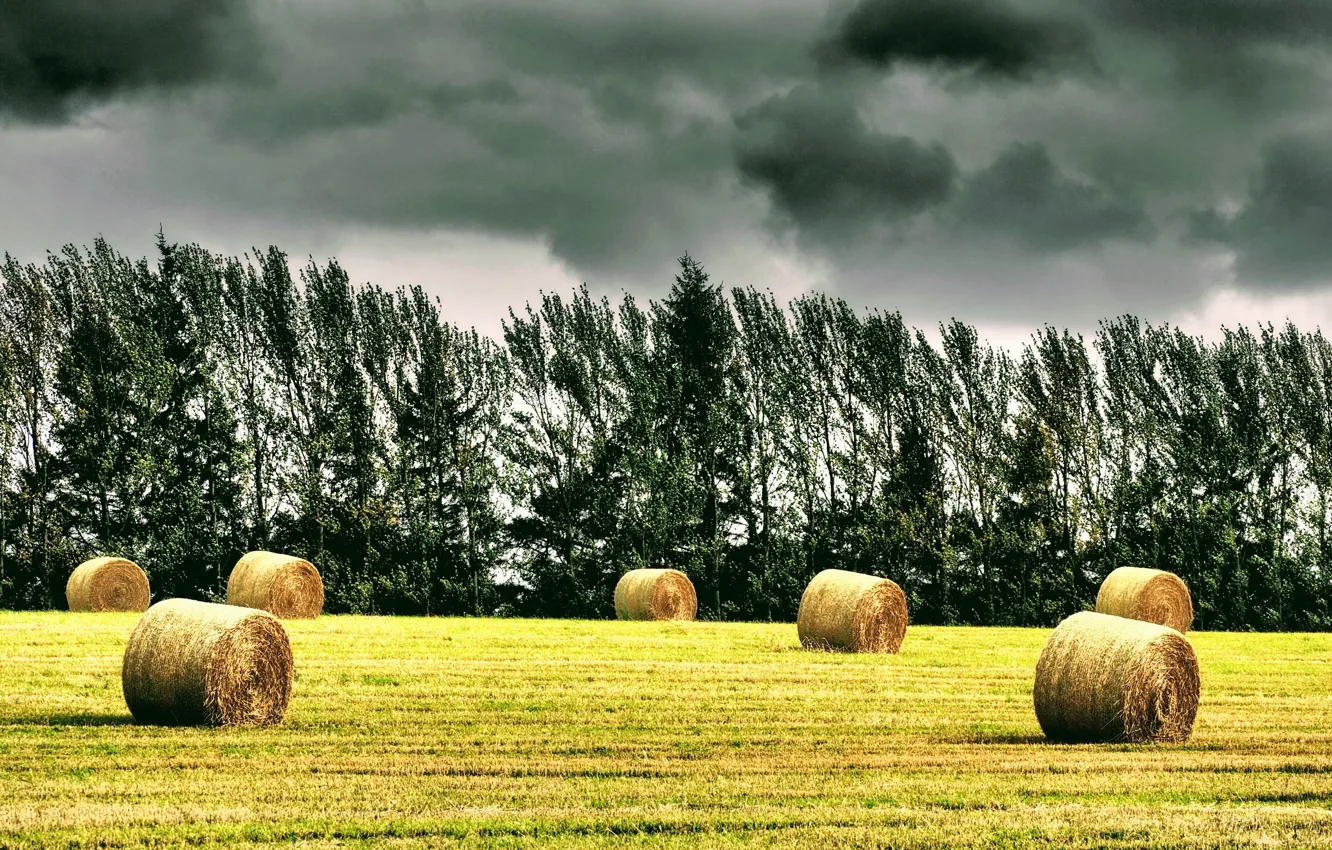 Photo wallpaper field, summer, hay