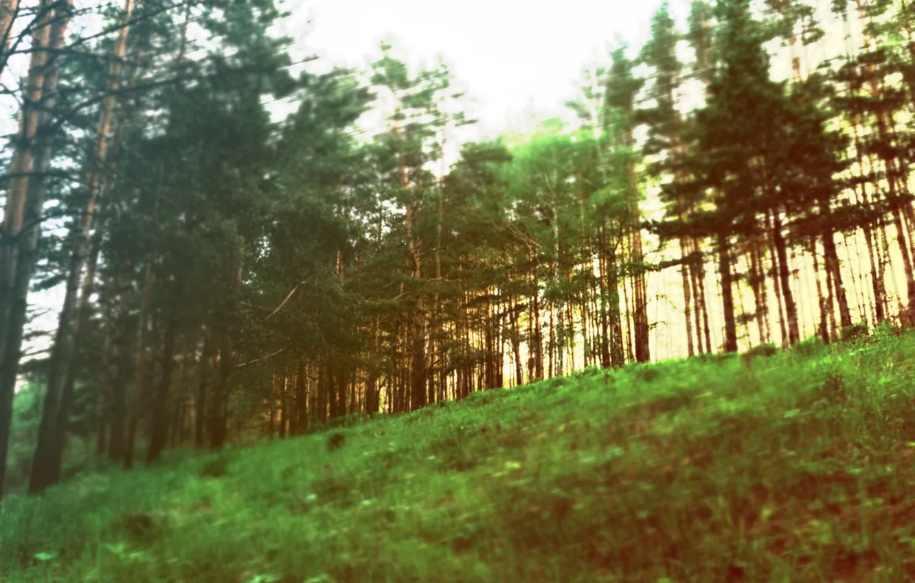 Photo wallpaper summer, the sun, nature, pine, the away