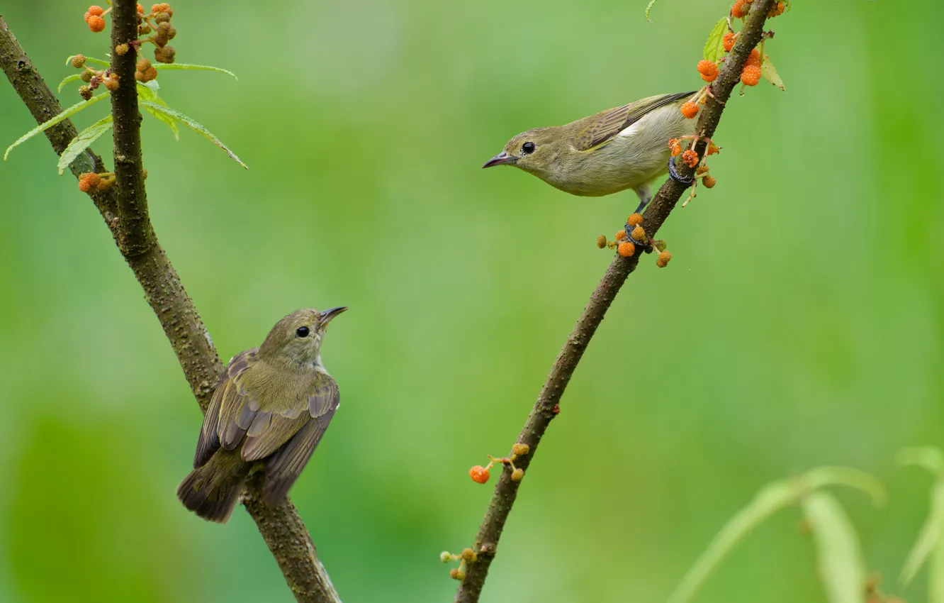 Photo wallpaper branches, bird, pair, bird, An ordinary flower seller