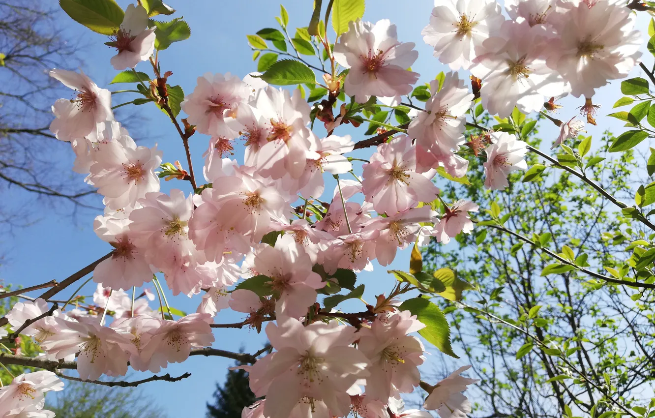 Photo wallpaper flowers, spring, Sakura, Botanical garden