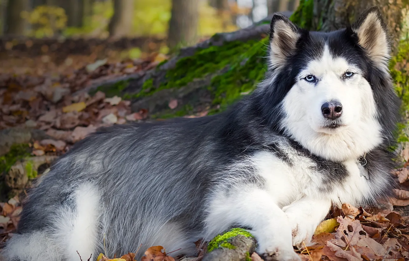 Photo wallpaper each, dog, lies, husky