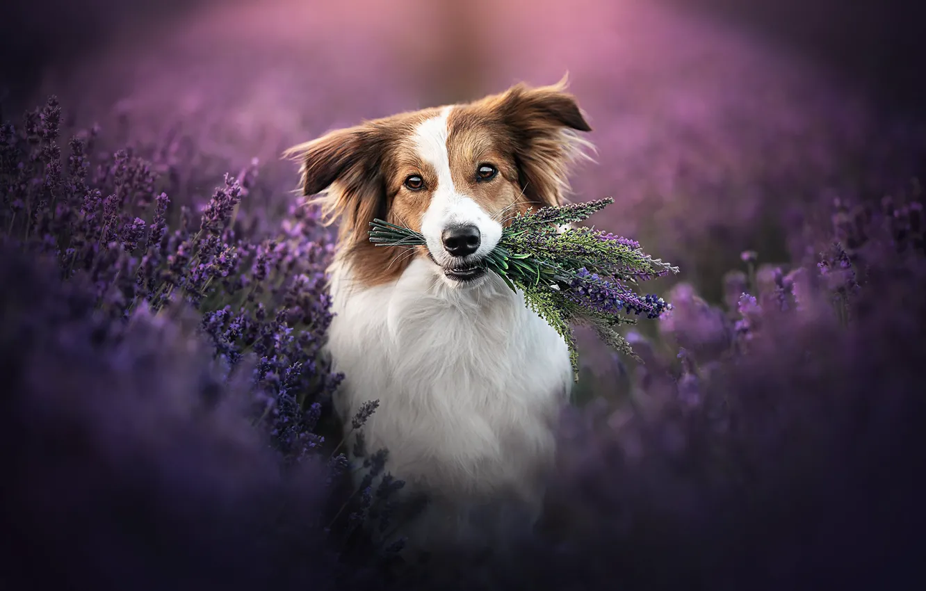 Photo wallpaper look, face, flowers, dog, lavender