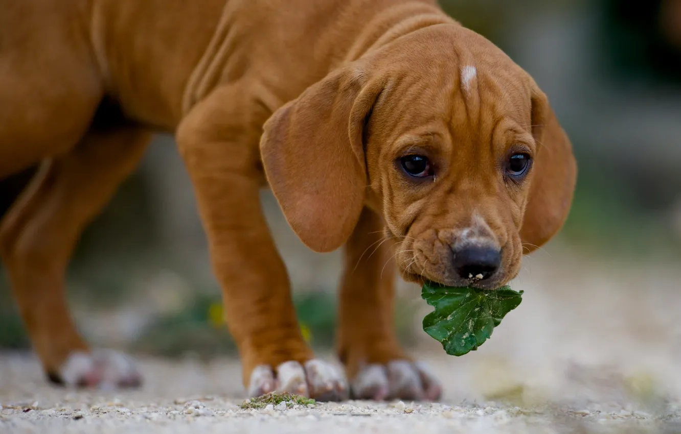 Photo wallpaper dog, leaf, dog