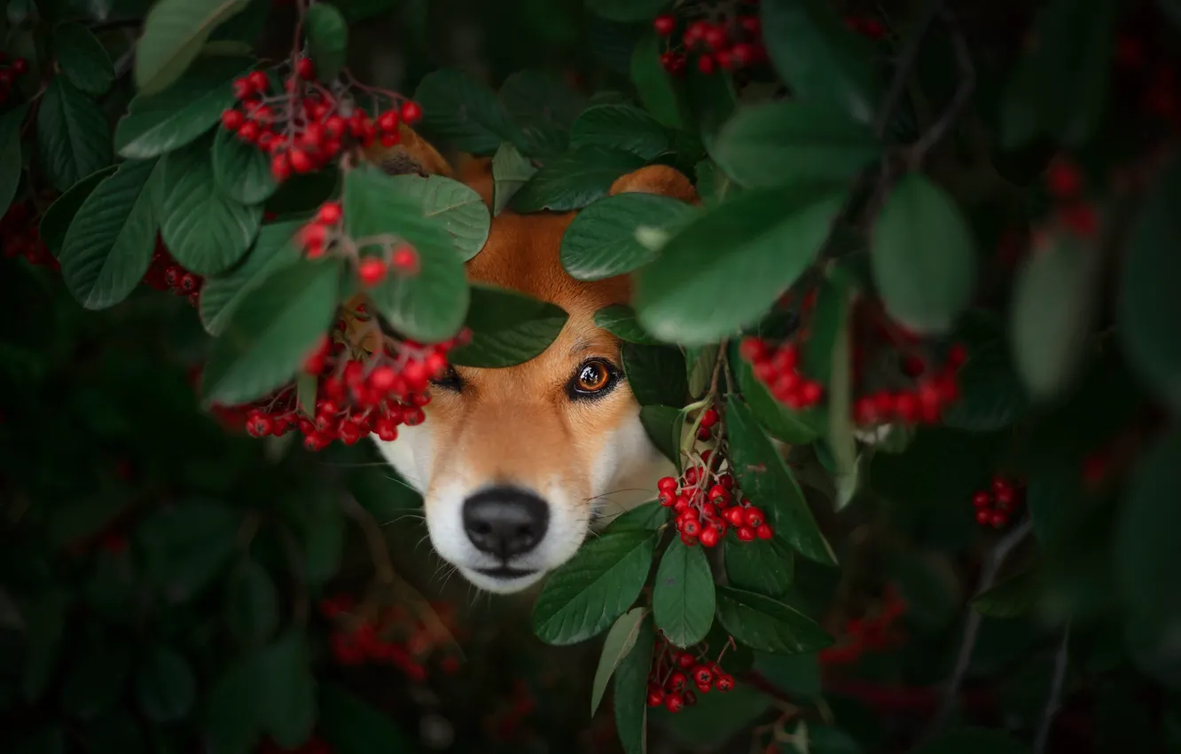 Photo wallpaper face, branches, berries, foliage, portrait, dog, fruit, Rowan