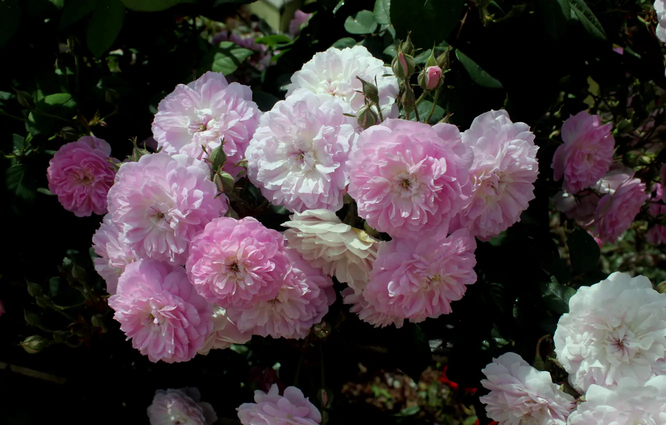 Photo wallpaper flowers, the dark background, roses, pink, white, rose Bush
