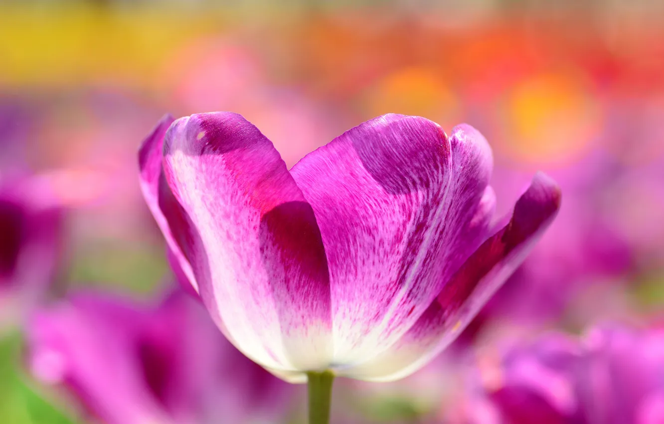 Photo wallpaper macro, spring, petals, meadow, tulips