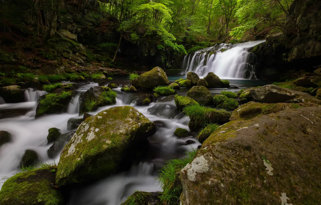 Photo wallpaper greens, forest, summer, water, landscape, nature, stream, stones