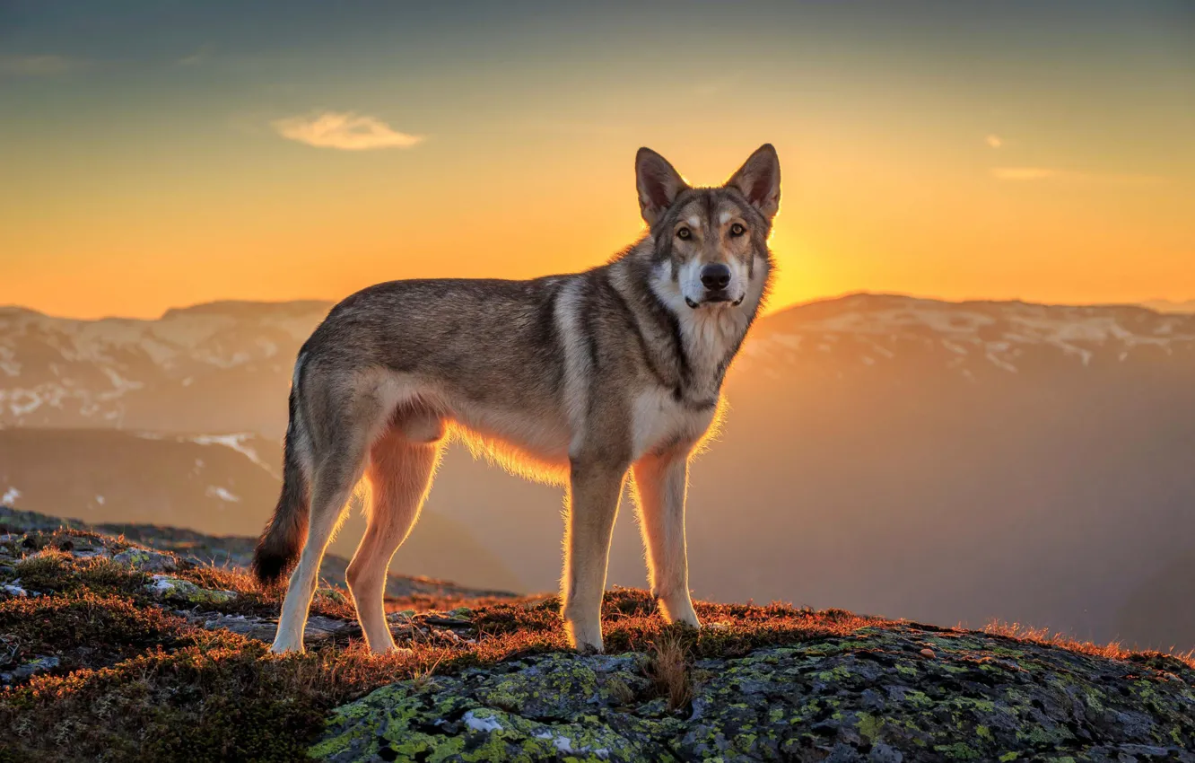 Photo wallpaper look, the sun, landscape, each, dog, Wolfdog