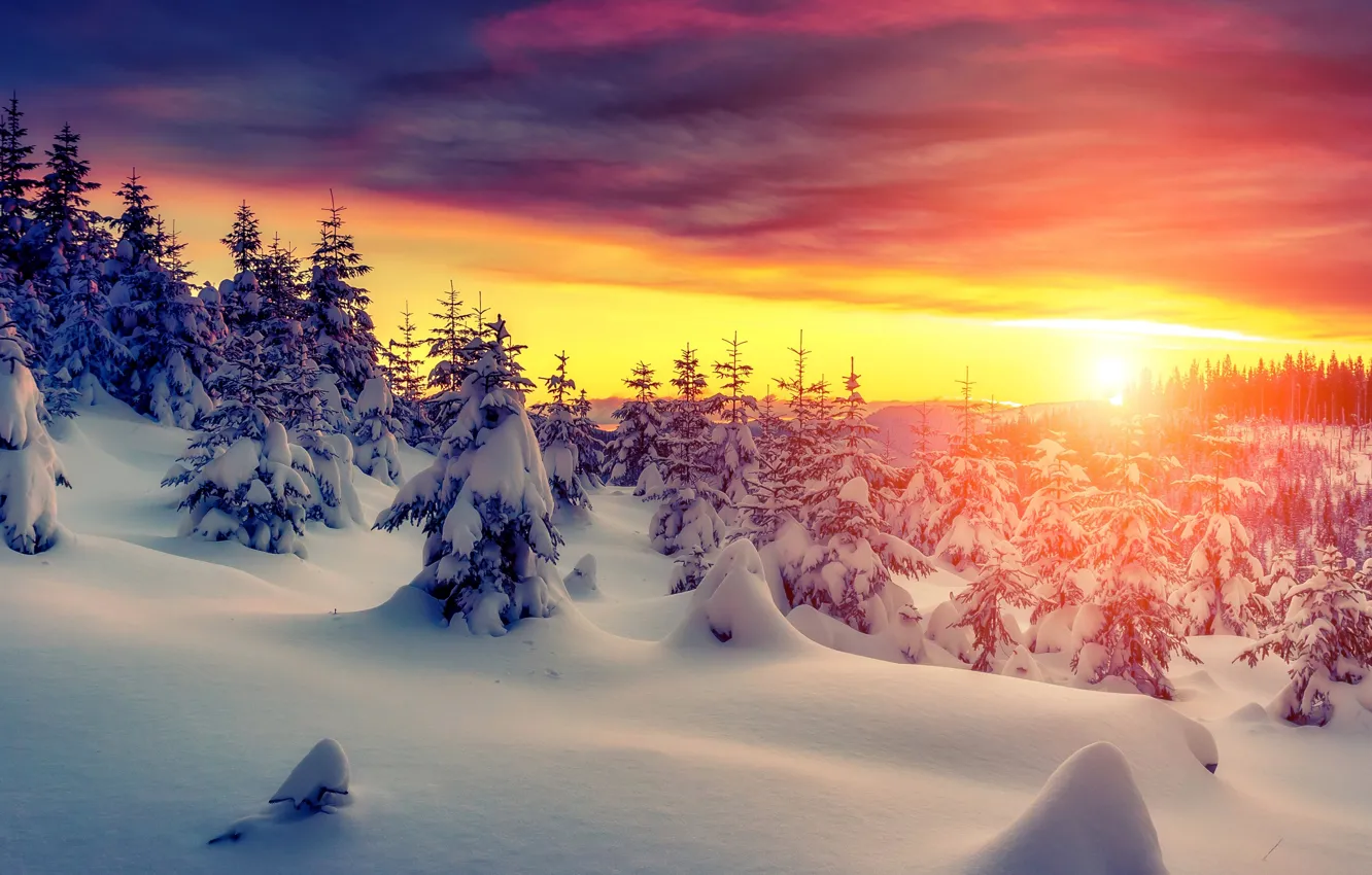 Photo wallpaper winter, forest, the sky, snow, sunset, nature, forest, sky