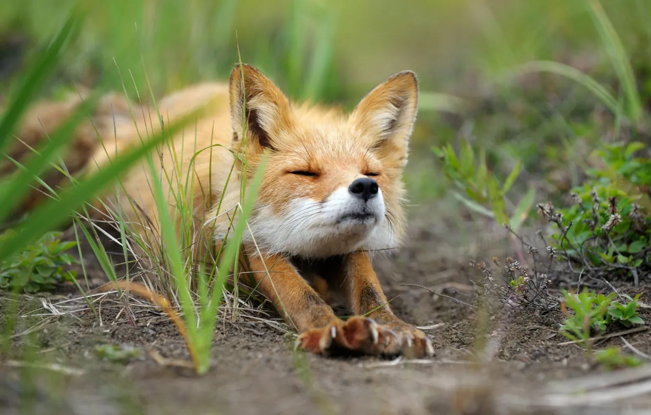 Photo wallpaper animals, grass, Fox, animals, Fox