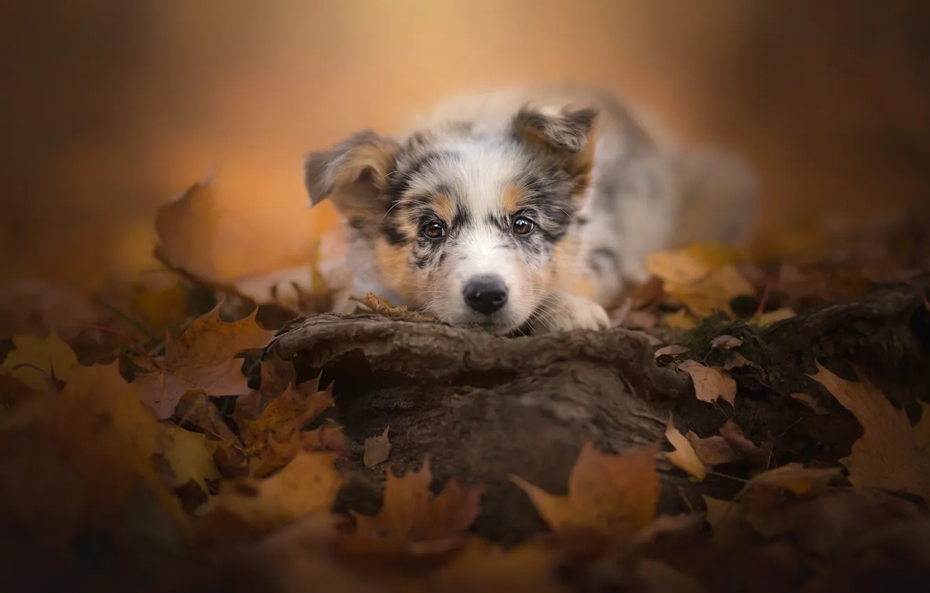Photo wallpaper autumn, look, leaves, puppy, face, doggie, Australian shepherd