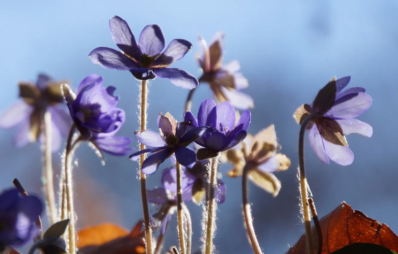 Photo wallpaper macro, light, flowers