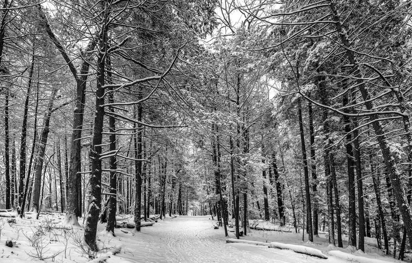 Photo wallpaper winter, forest, nature