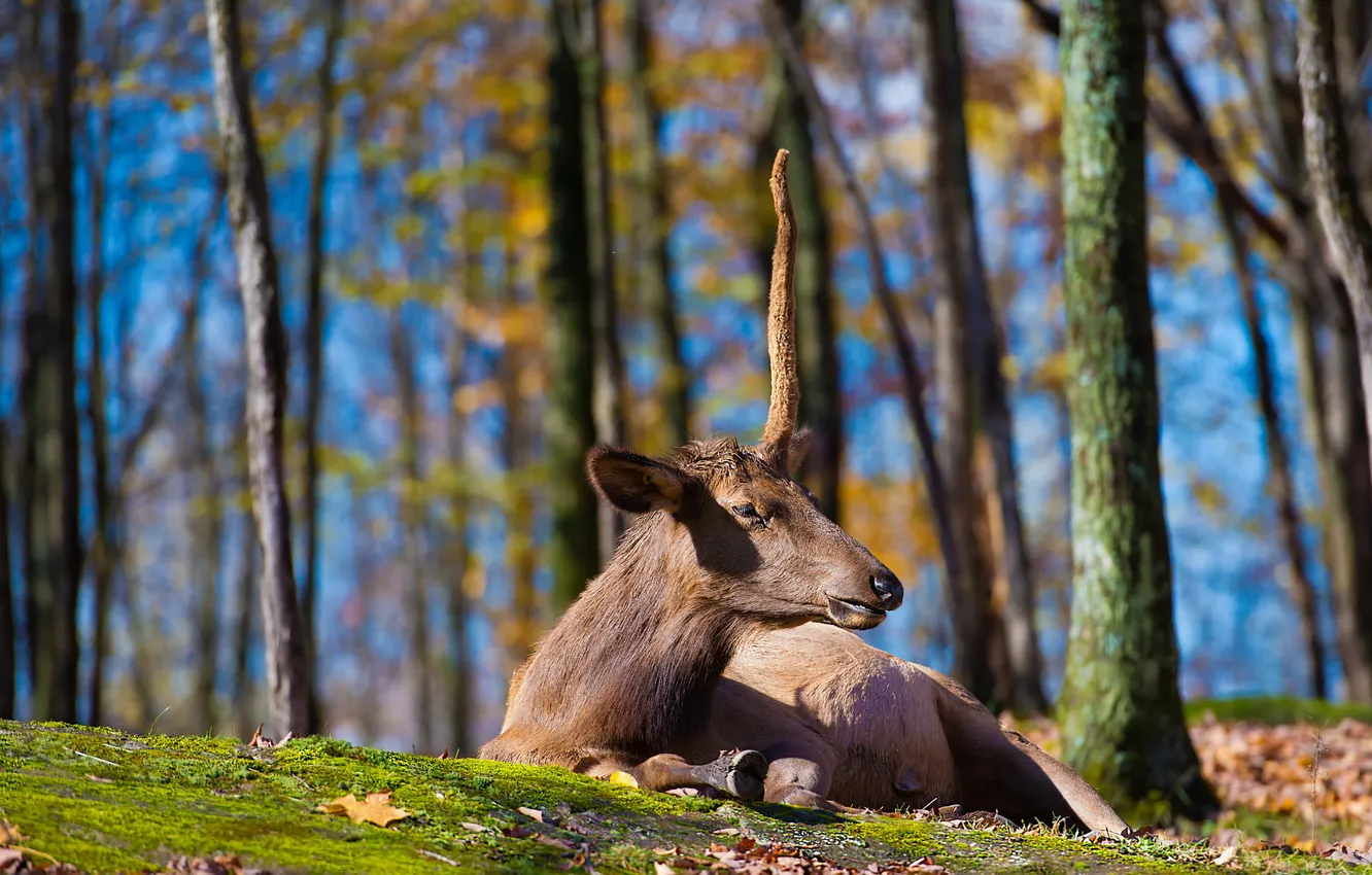 Photo wallpaper nature, background, deer