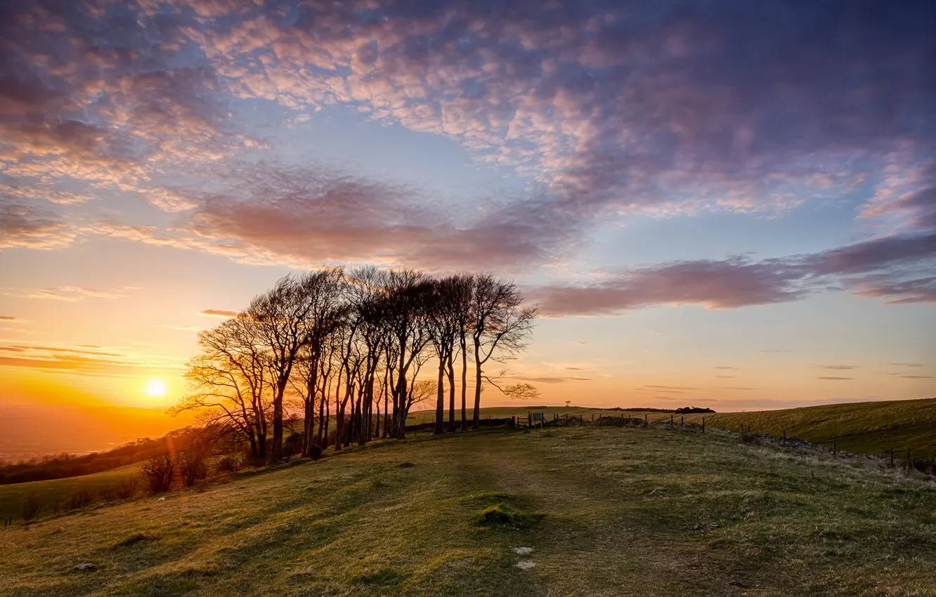 Photo wallpaper field, trees, landscape