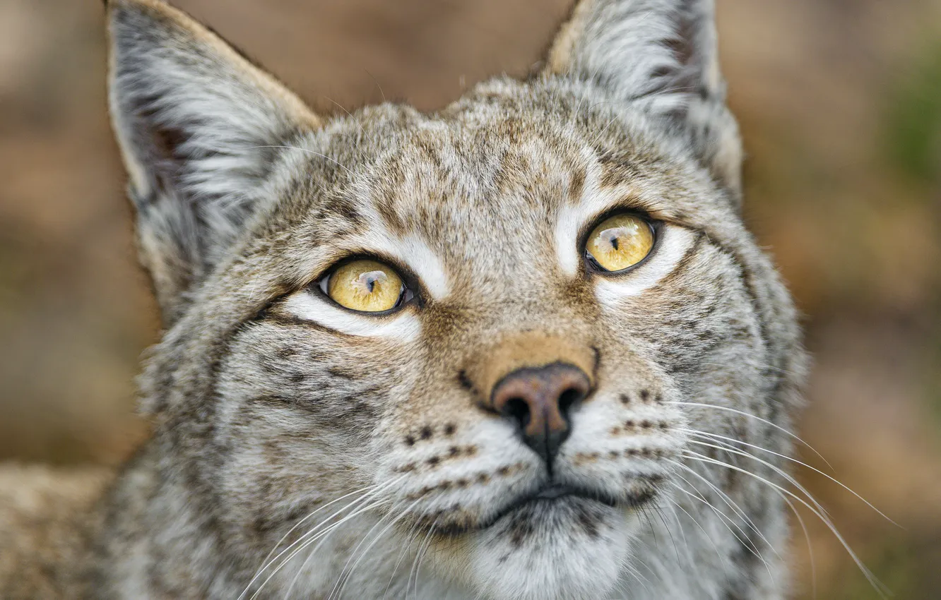 Photo wallpaper cat, look, face, lynx, ©Tambako The Jaguar