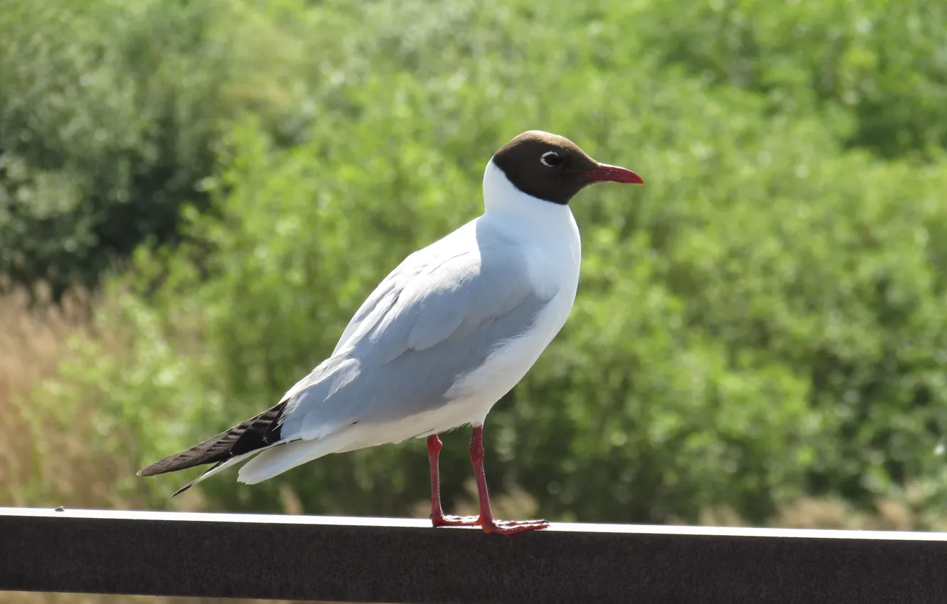 Photo wallpaper bird, seagulls, Logins