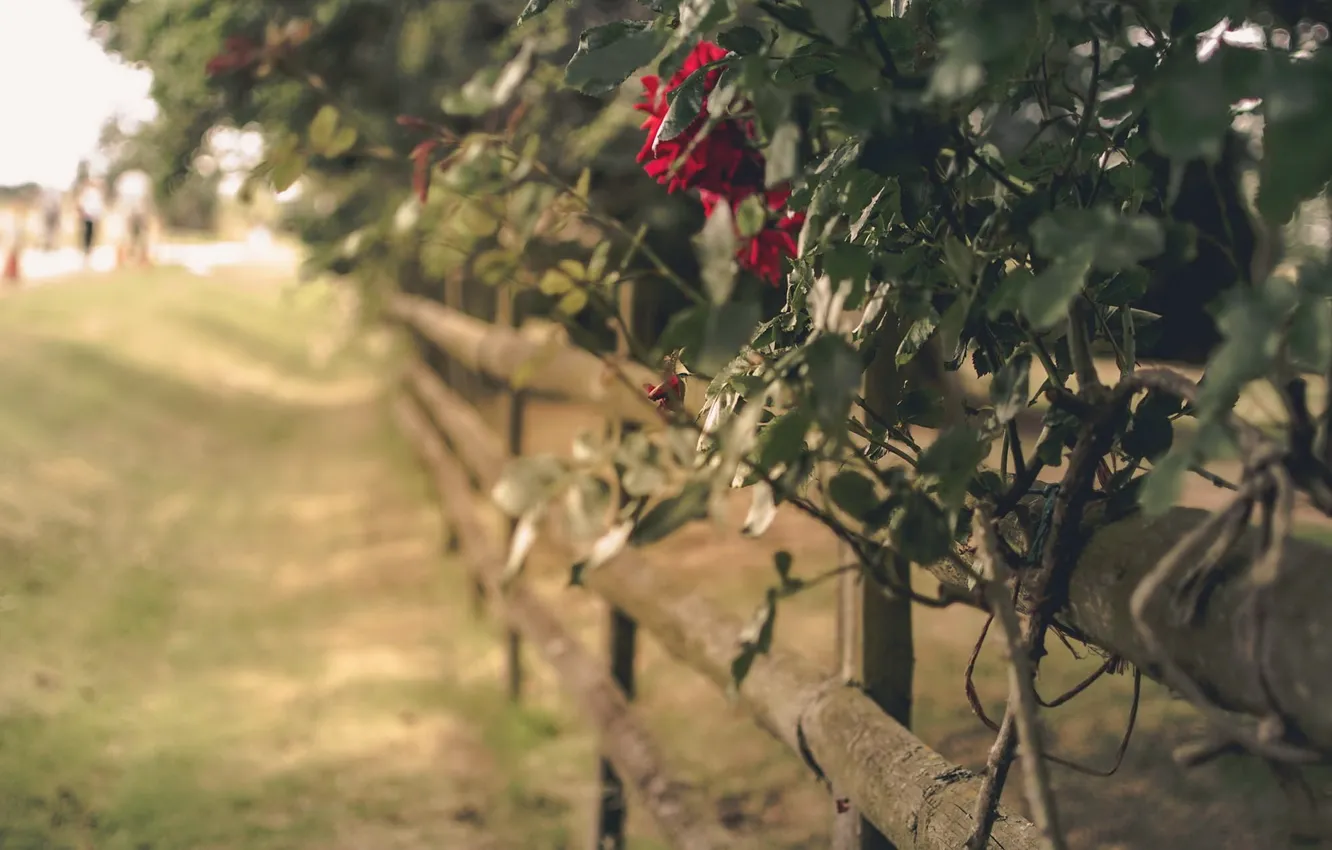 Photo wallpaper flowers, background, the fence