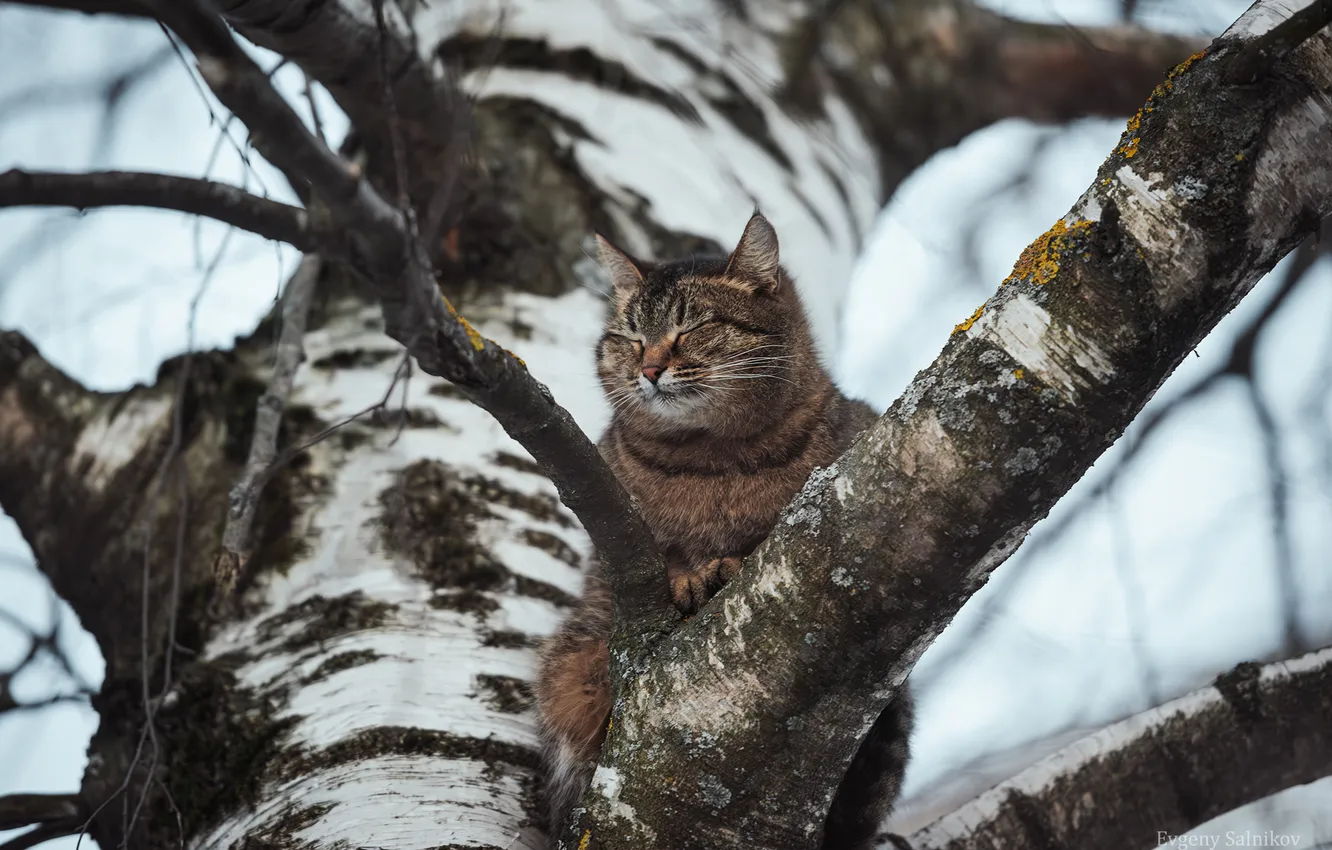 Photo wallpaper cat, birch, on the tree, Evgeny Salnikov