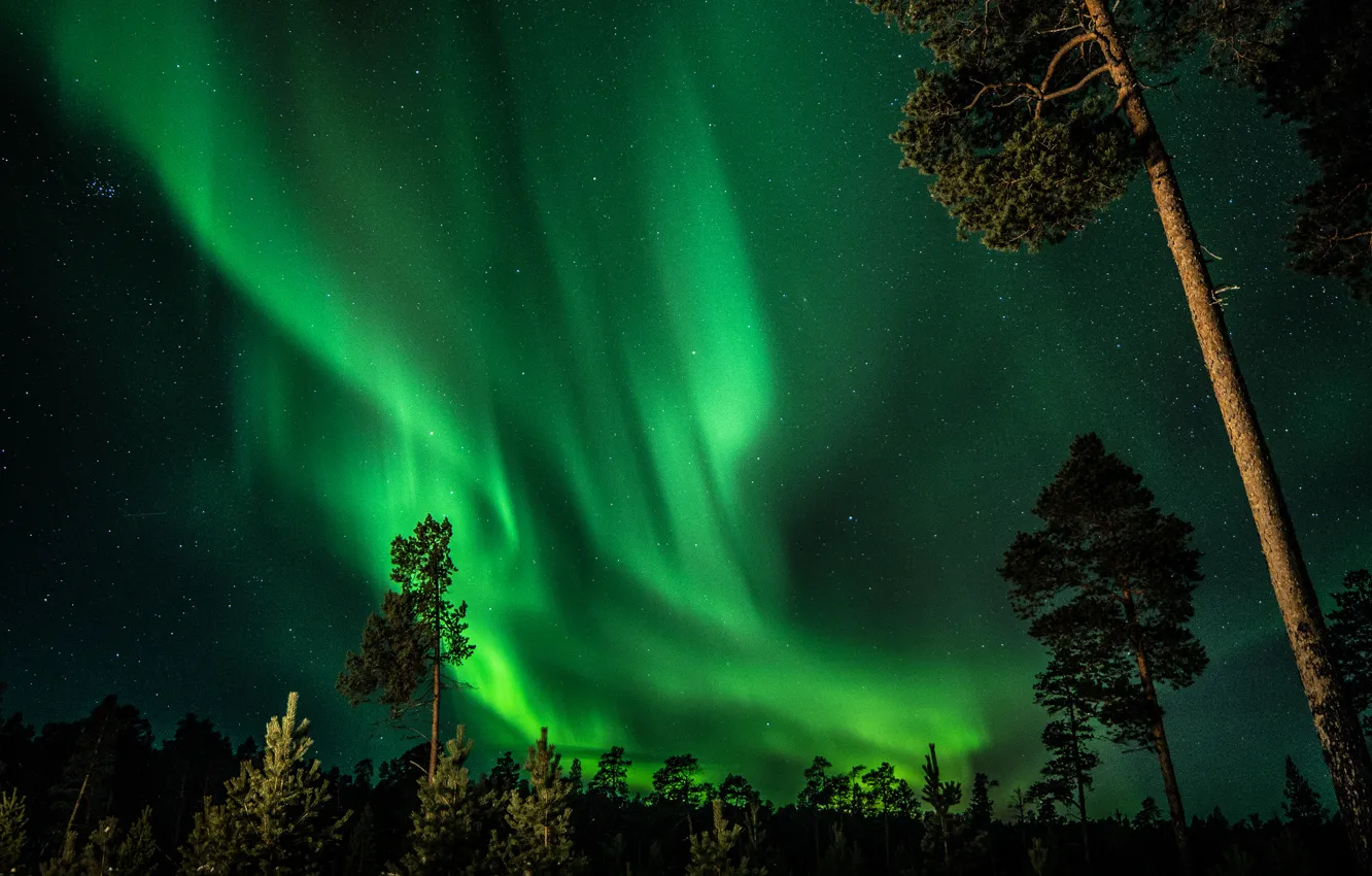 Photo wallpaper forest, the sky, stars, trees, night, Northern lights, Finland